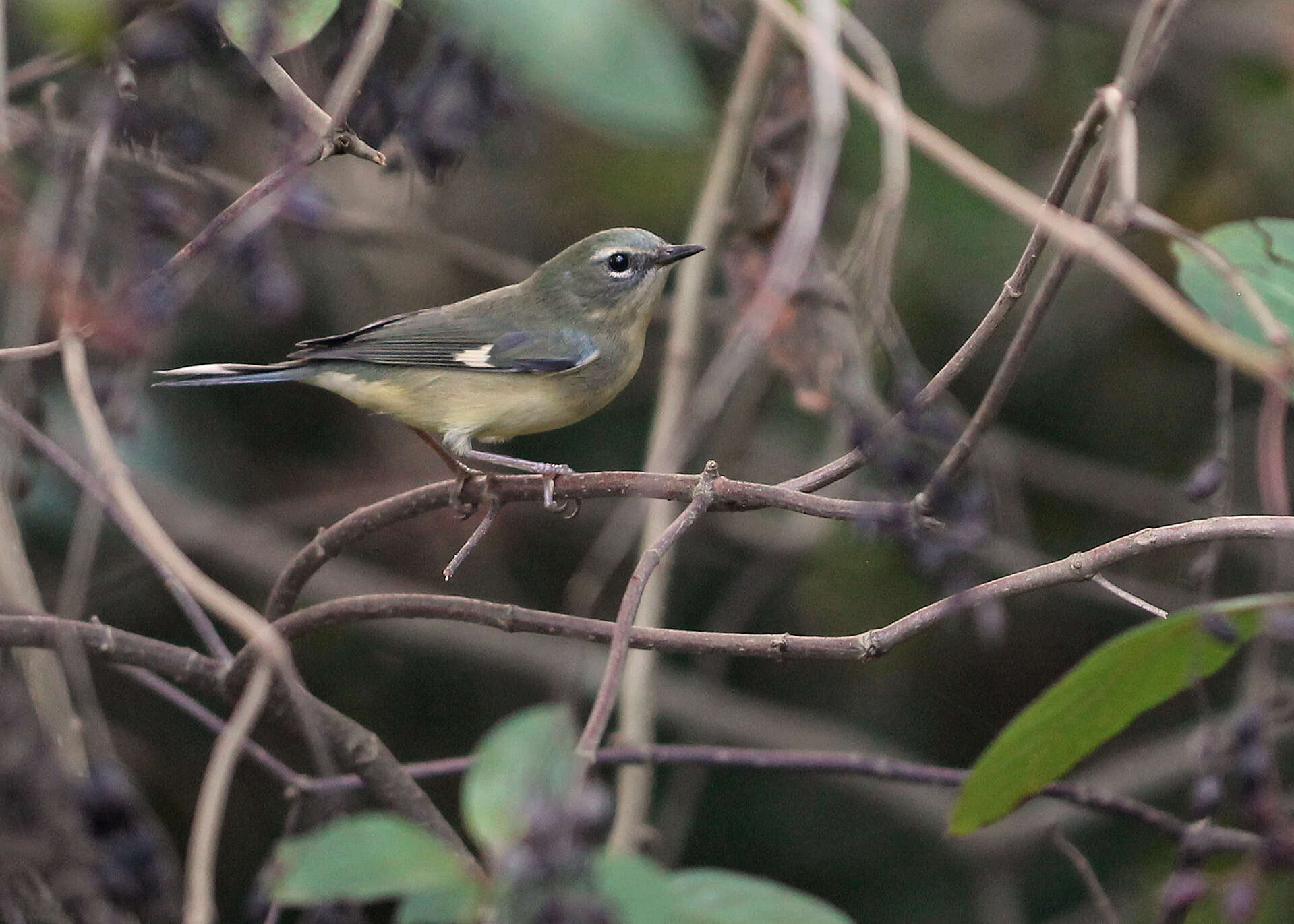 Image of Setophaga Swainson 1827