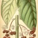 Imagem de Dendrocnide moroides (Wedd.) Chew