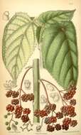 Imagem de Dendrocnide moroides (Wedd.) Chew