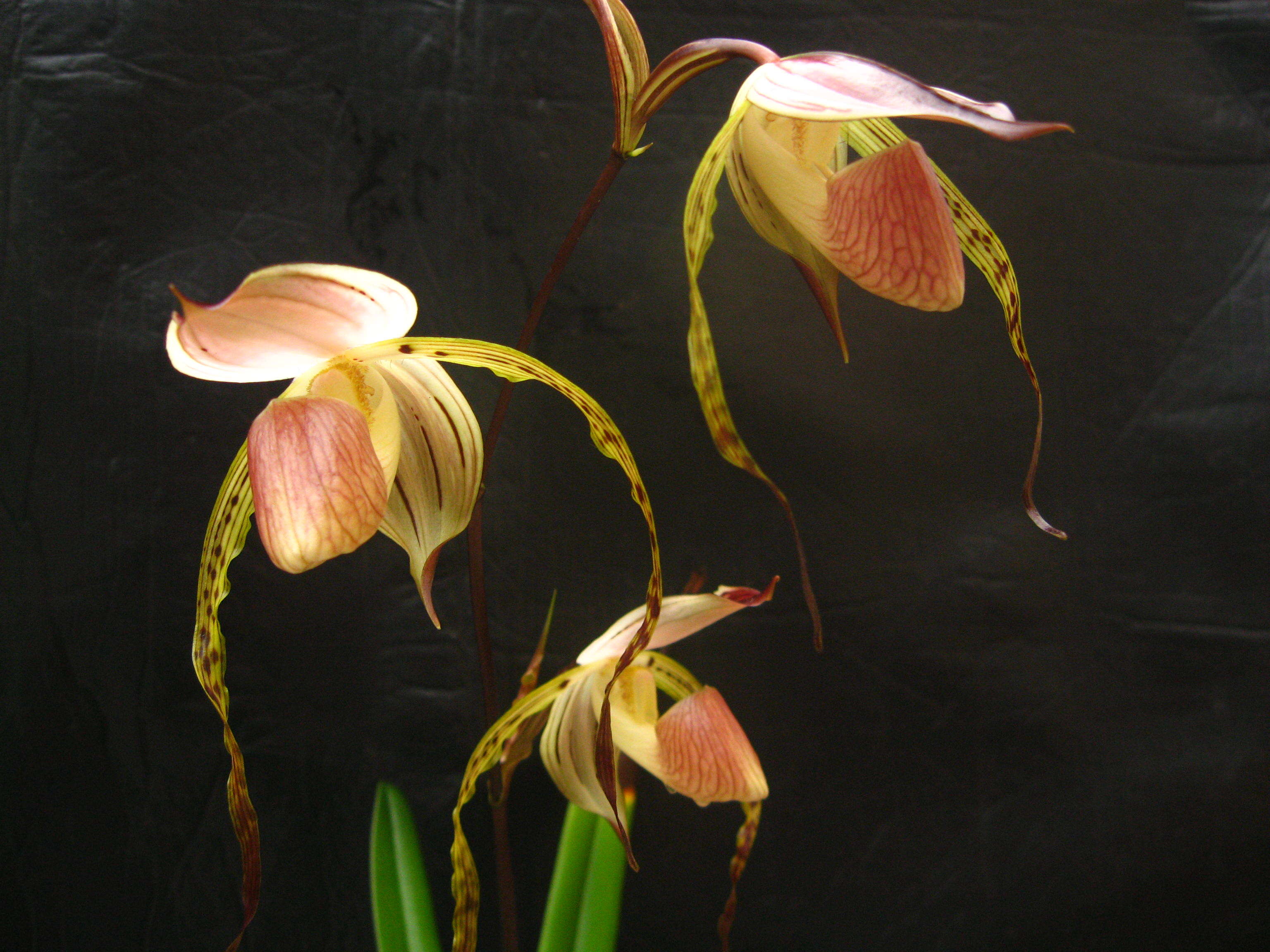 Image de Paphiopedilum stonei (Hook.) Stein