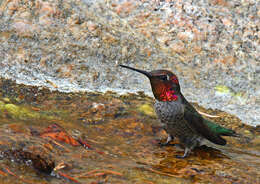 Image of Calypte Gould 1856