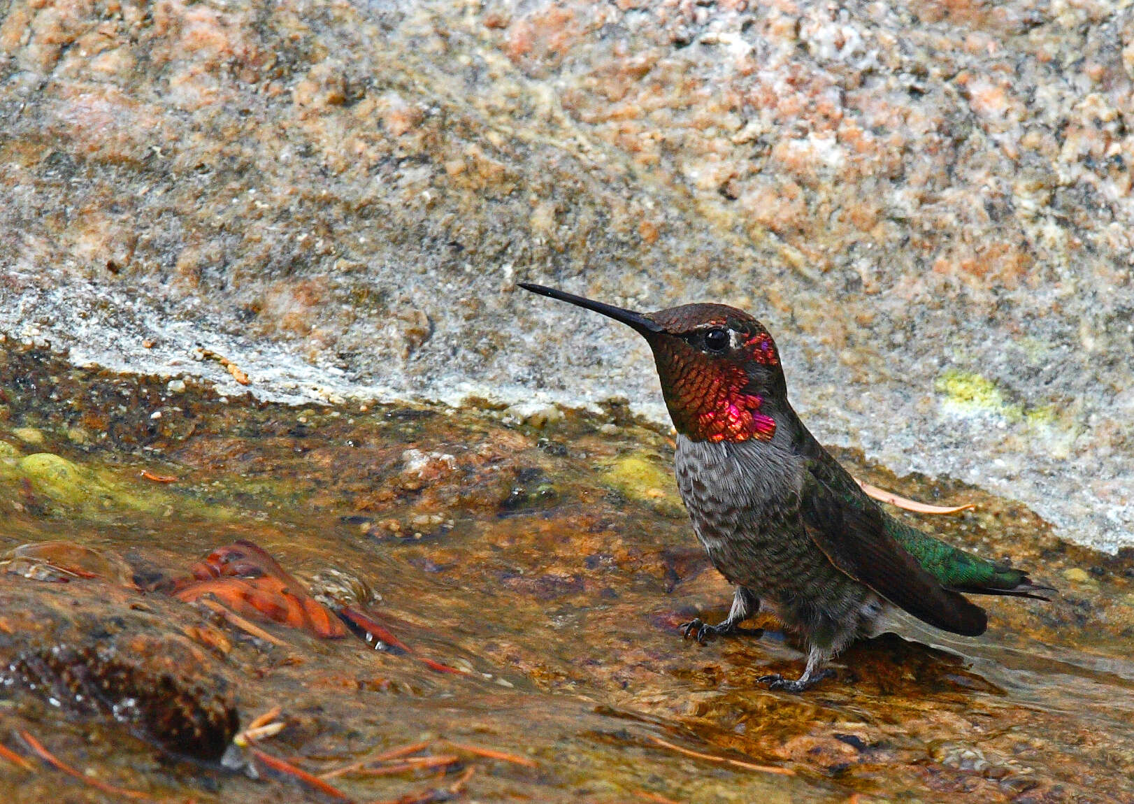 Image of Calypte Gould 1856