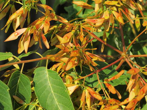 Image of tree-of-heaven