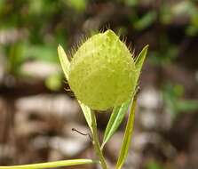 Image of Balloon milkweed