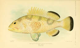 Epinephelus guttatus (Linnaeus 1758) resmi