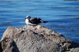 Image of Western Gull