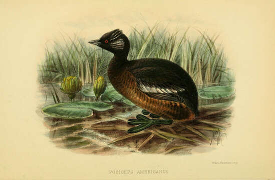 Image of <i>Podiceps americanus</i> Garnot 1828