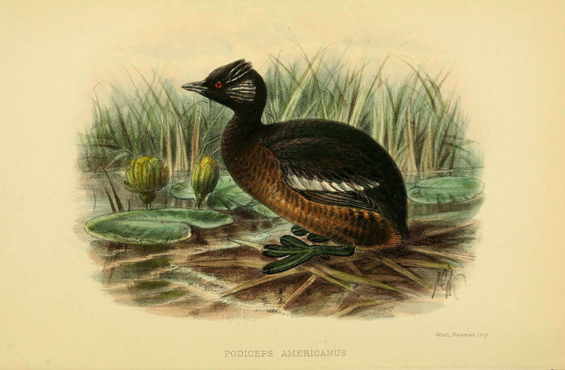 Image of <i>Podiceps americanus</i> Garnot 1828