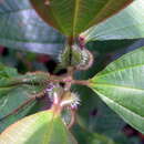 Image of Tocoa guianensis