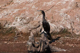 Image of neotropic cormorant