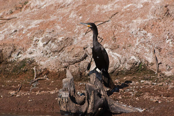 Image of neotropic cormorant