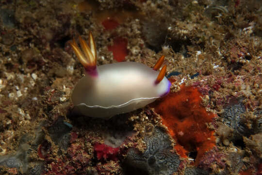 Plancia ëd Hypselodoris bullockii (Collingwood 1881)