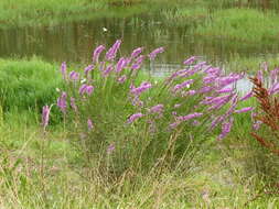 Image of loosestrife