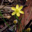 Image of Sisyrinchium luzula Klotzsch ex Klatt