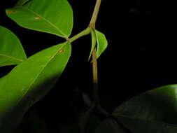 Image of Macrolobium costaricense W. C. Burger