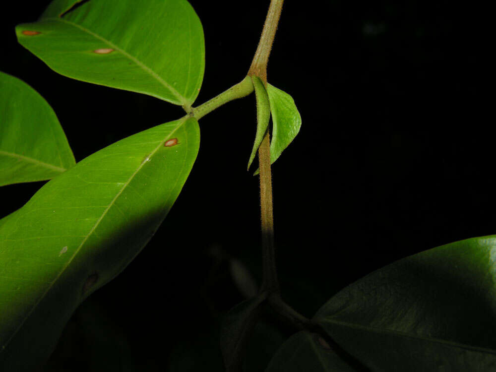 Image of Macrolobium costaricense W. C. Burger