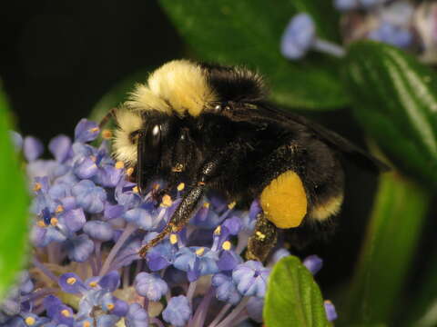 Слика од Bombus vosnesenskii Radoszkowski 1862