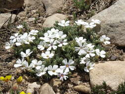 Image of dwarf phlox