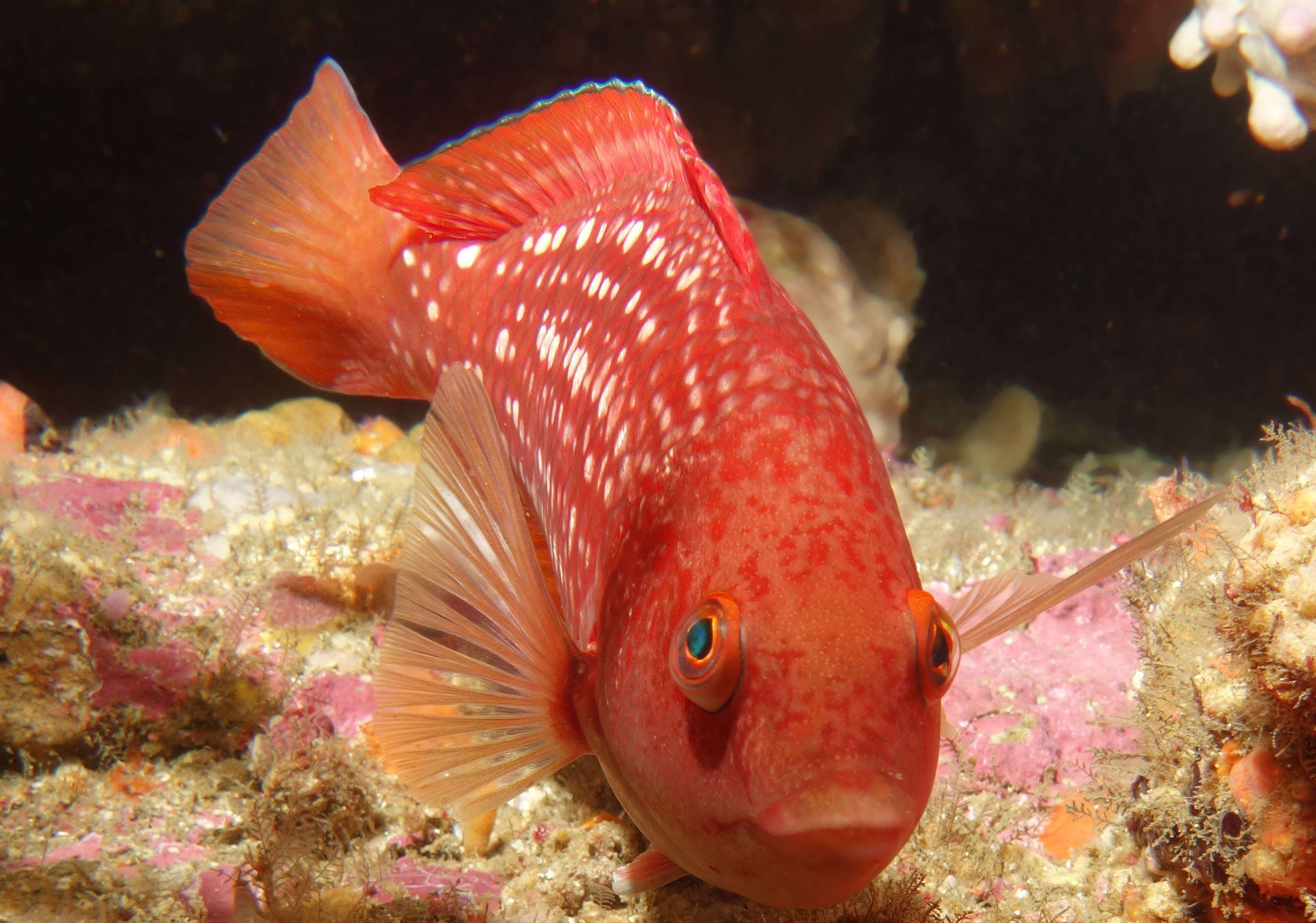 Image of Crimson banded wrasse