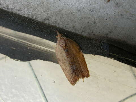 Image of Light brown apple moth