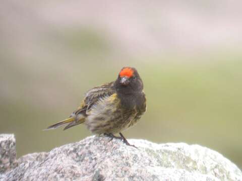 Image of Fire-fronted Serin