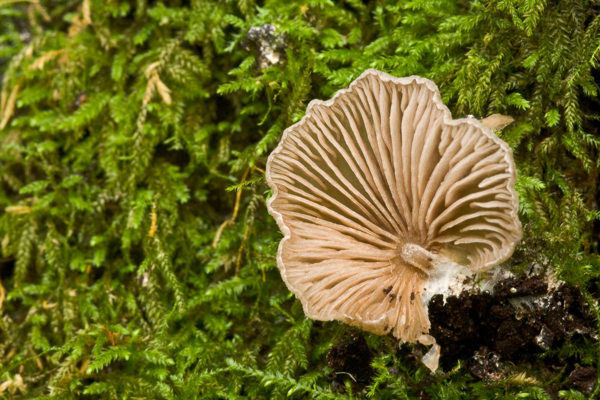 Image of Entoloma byssisedum (Pers.) Donk 1949