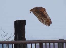 Image of barn owls, masked owls, and bay owls