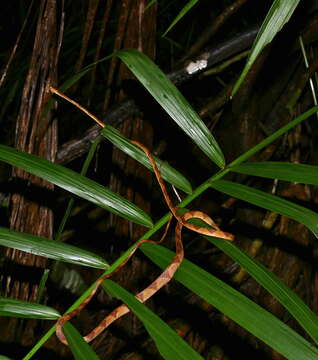 Image of Amazon Basin Tree Snake