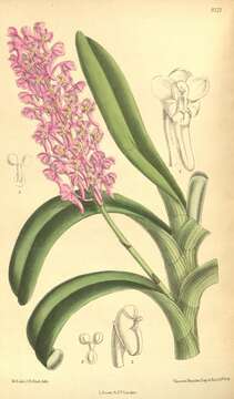 Image de Aerides rubescens (Rolfe) Schltr.