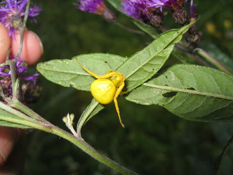 Image of Flower Crab Spiders