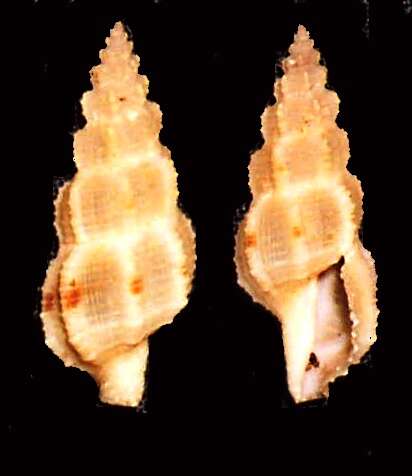 Image of Turridae H. Adams & A. Adams 1853