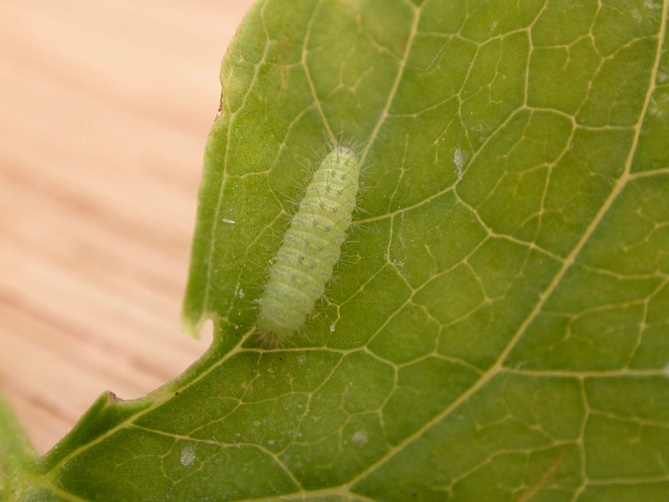 صورة Emmelina (Alucita) monodactyla (Linnaeus 1758)