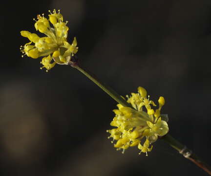 Image of Cornelian cherry dogwood