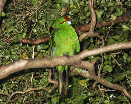 Image of Red-crowned Parakeet