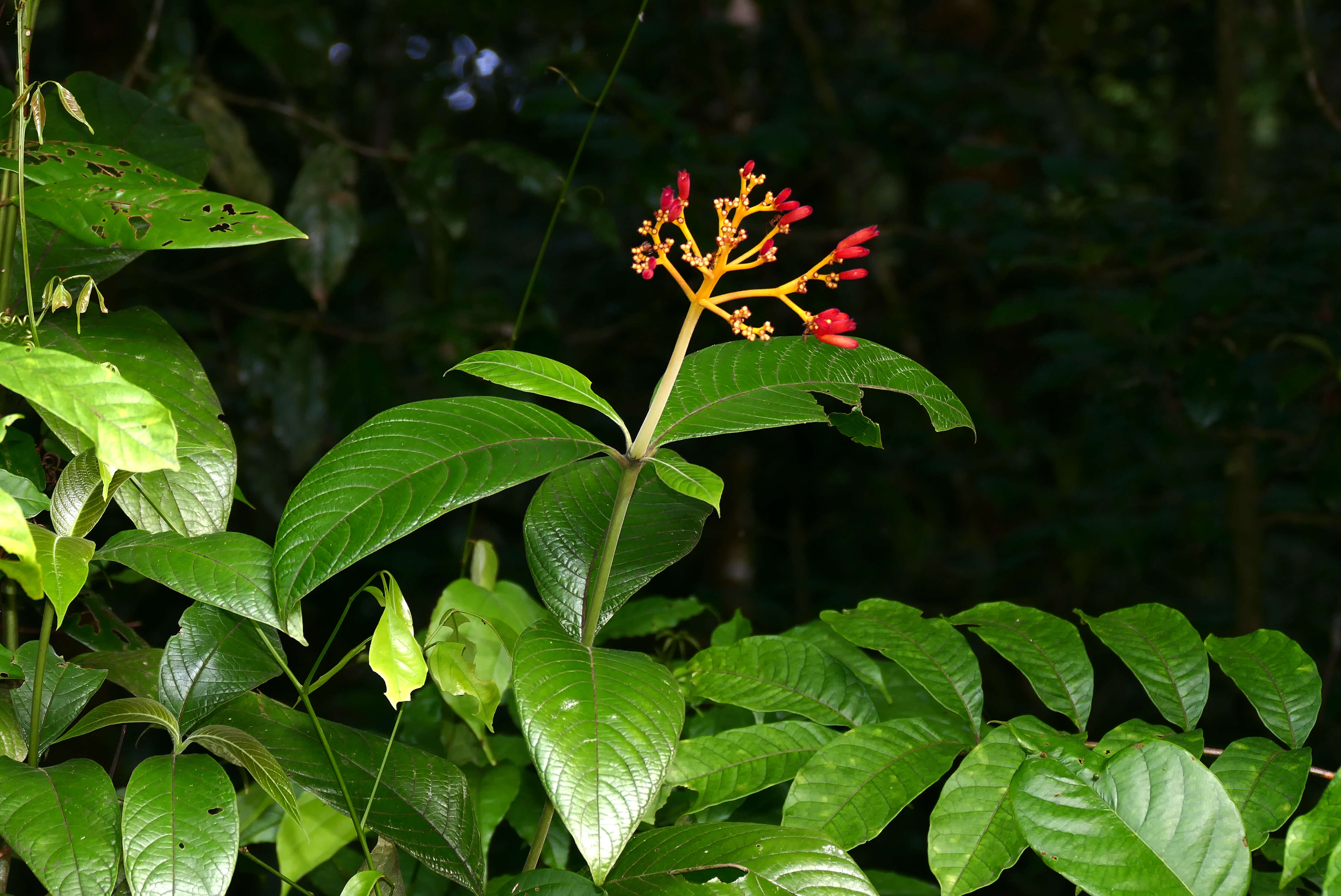 Image of Palicourea longistipulata Standl.
