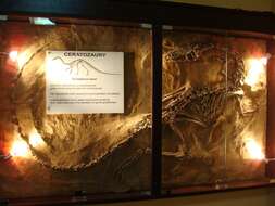 Image of Coelophysis Cope 1889