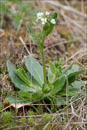 Image of <i>Arabis ciliata</i> var. <i>hirta</i>