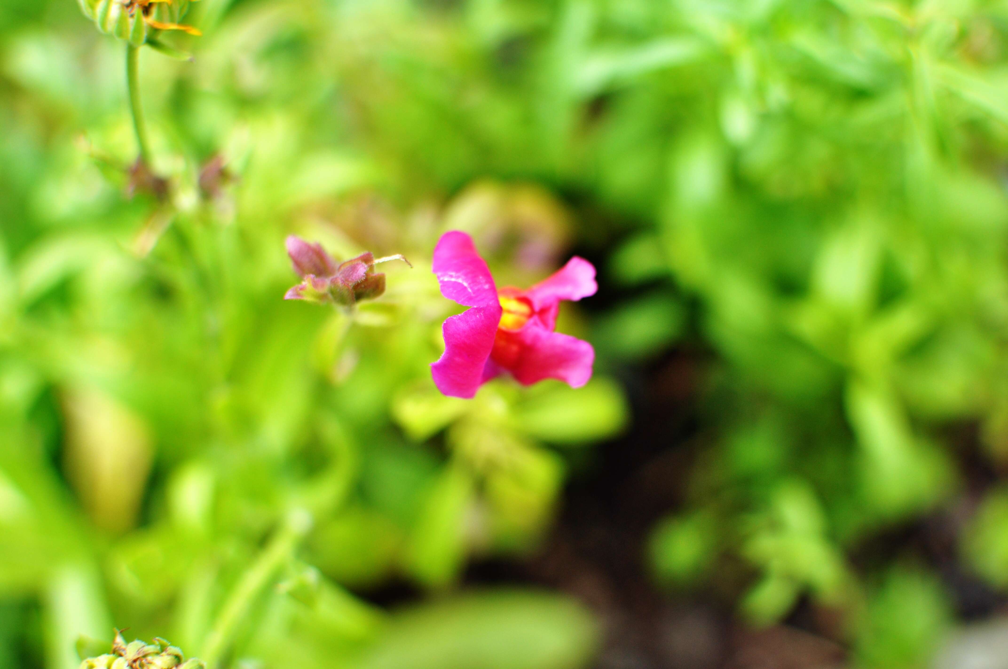 Image of Snap Dragons