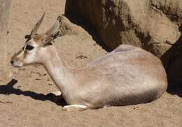 Image of Speke's gazelle