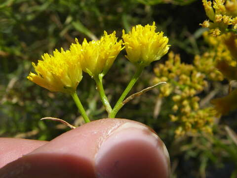 Image of gymnosperma