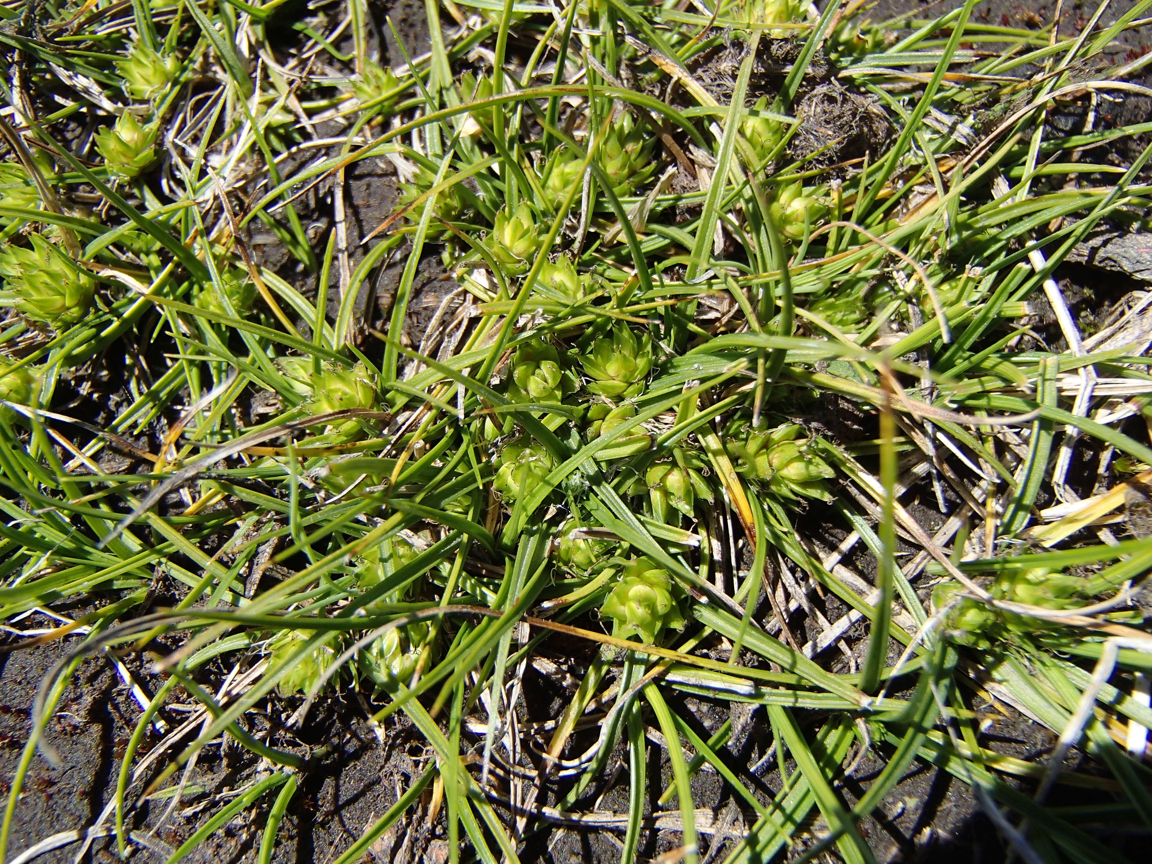 Image of Gray Bog Sedge