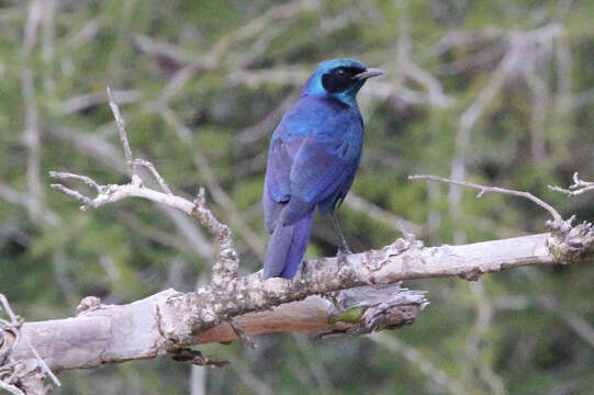 Image of Burchell's Glossy-Starling