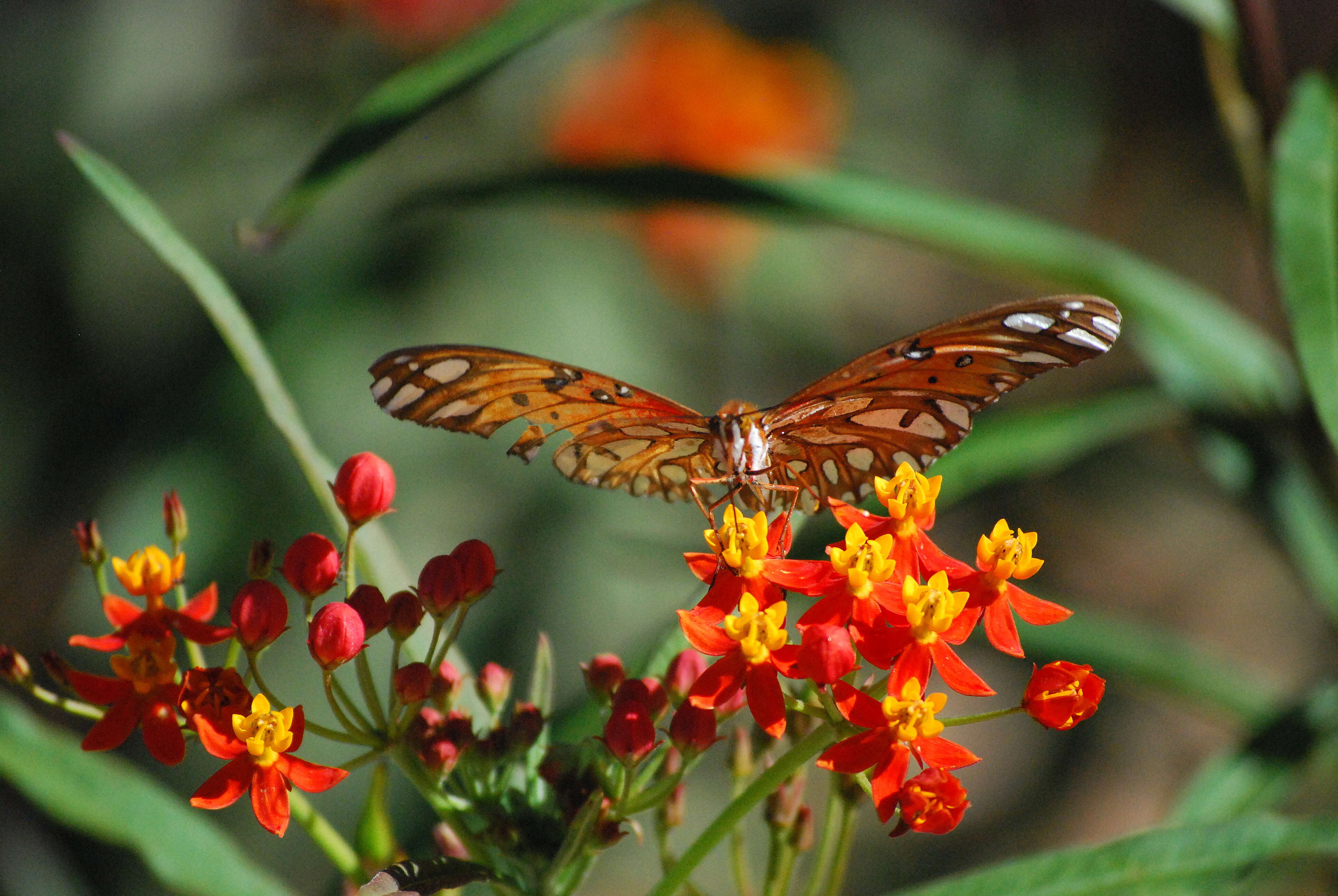 Image of milkweed