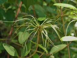 Image of swamp leather flower