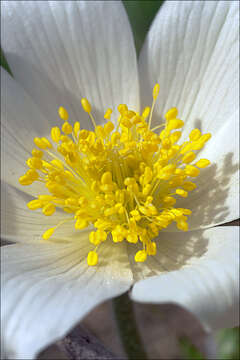 Imagem de Pulsatilla alpina subsp. alpina