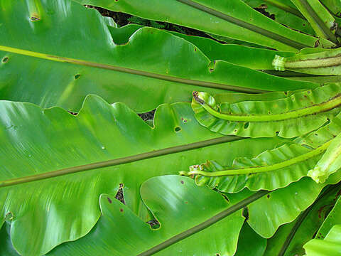 Image of Asplenium musifolium Mett.