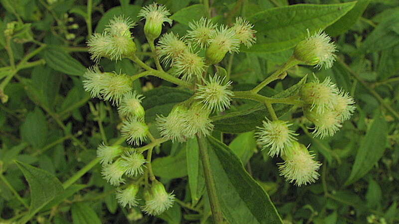 Imagem de Baccharis rhexioides Kunth