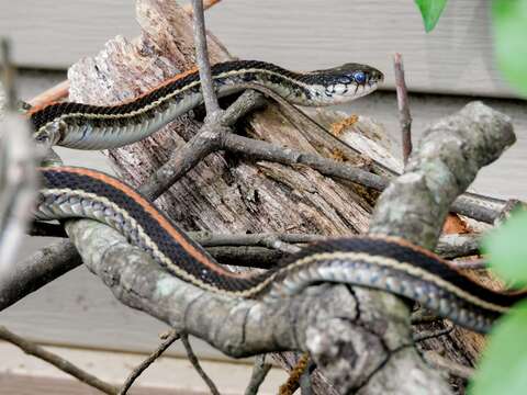 Image of Thamnophis sirtalis sirtalis (Linnaeus 1758)