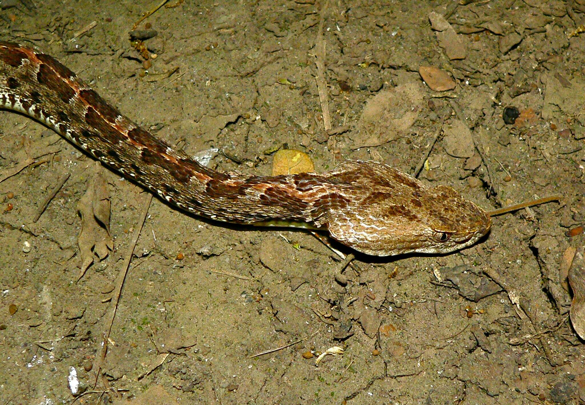 Image of Hognose Pit Vipers