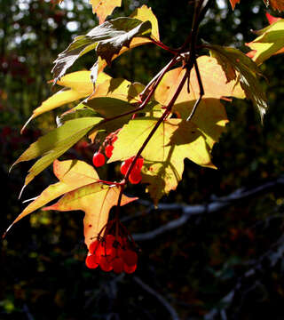 Imagem de Viburnum opulus L.